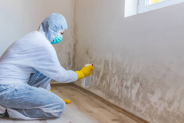 Licensed Black Mold Removal service in Franklin Park, NJ - WQB Mold Removal