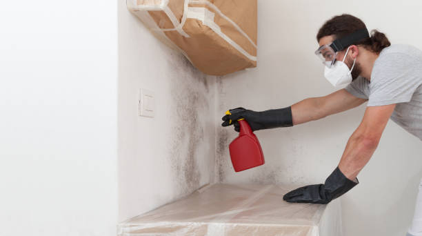 Professional Black Mold Removal technician working in Franklin Park, NJ
