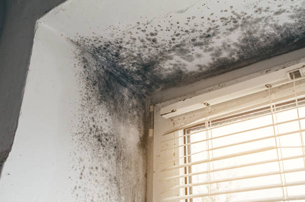 Affordable Black Mold Removal solutions in Franklin Park, NJ